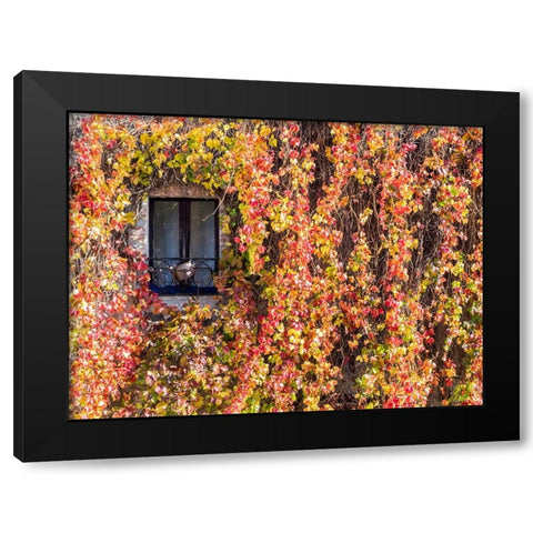 Italy-Tuscany-Pienza Ivy covered wall along the streets Black Modern Wood Framed Art Print by Eggers, Julie