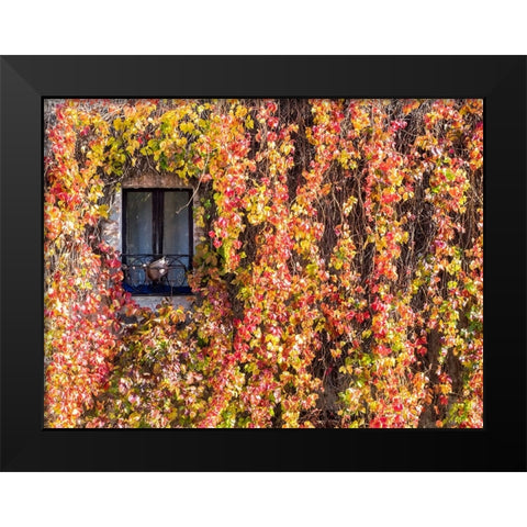 Italy-Tuscany-Pienza Ivy covered wall along the streets Black Modern Wood Framed Art Print by Eggers, Julie