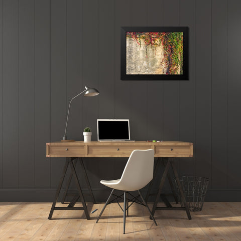 Italy-Tuscany-Monticchiello Red ivy covering the walls of the buildings Black Modern Wood Framed Art Print by Eggers, Julie