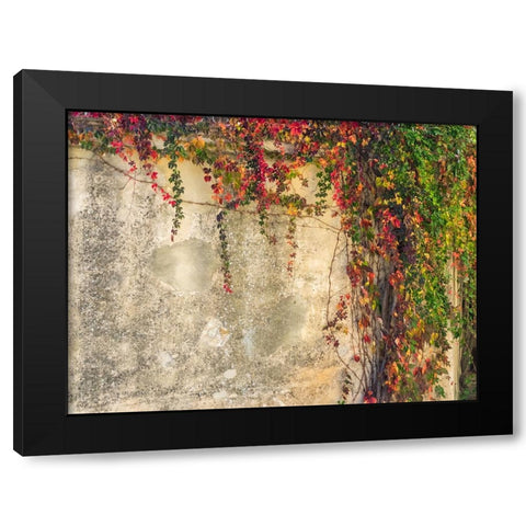 Italy-Tuscany-Monticchiello Red ivy covering the walls of the buildings Black Modern Wood Framed Art Print by Eggers, Julie