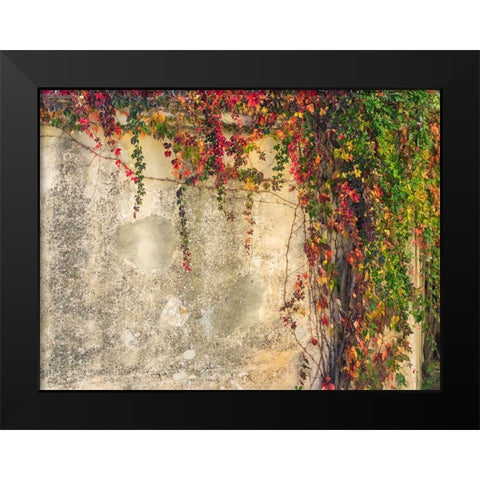 Italy-Tuscany-Monticchiello Red ivy covering the walls of the buildings Black Modern Wood Framed Art Print by Eggers, Julie