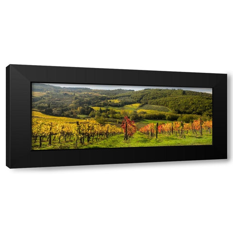 Italy-Tuscany Panoramic view of a colorful vineyard in the Tuscan landscape Black Modern Wood Framed Art Print by Eggers, Julie