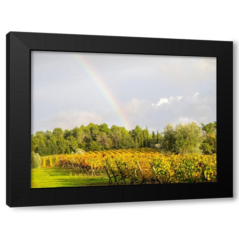 Italy-Tuscany Colorful vineyard and rainbow in autumn Black Modern Wood Framed Art Print by Eggers, Julie