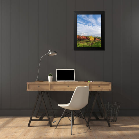 Italy-Tuscany Colorful vineyards in autumn with blue skies and clouds Black Modern Wood Framed Art Print by Eggers, Julie