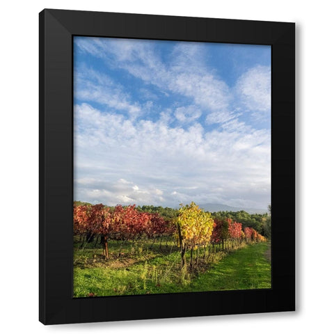 Italy-Tuscany Colorful vineyards in autumn with blue skies and clouds Black Modern Wood Framed Art Print with Double Matting by Eggers, Julie