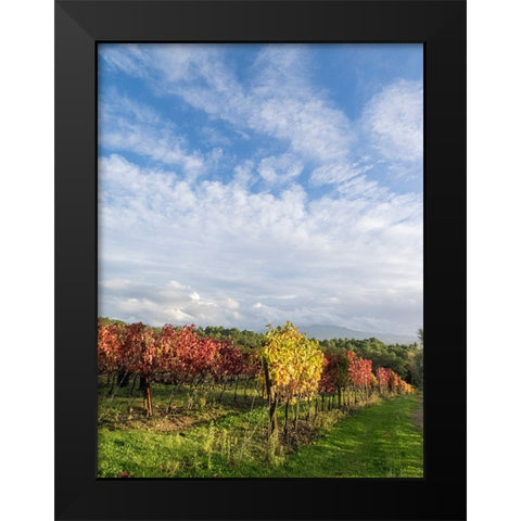Italy-Tuscany Colorful vineyards in autumn with blue skies and clouds Black Modern Wood Framed Art Print by Eggers, Julie