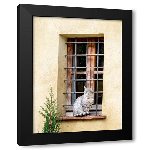 Italy-Tuscany-Pienza Cat sitting on a window ledge along the streets Black Modern Wood Framed Art Print by Eggers, Julie