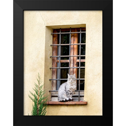 Italy-Tuscany-Pienza Cat sitting on a window ledge along the streets Black Modern Wood Framed Art Print by Eggers, Julie