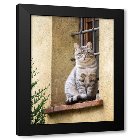 Italy-Tuscany-Pienza Cat sitting on a window ledge along the streets Black Modern Wood Framed Art Print by Eggers, Julie