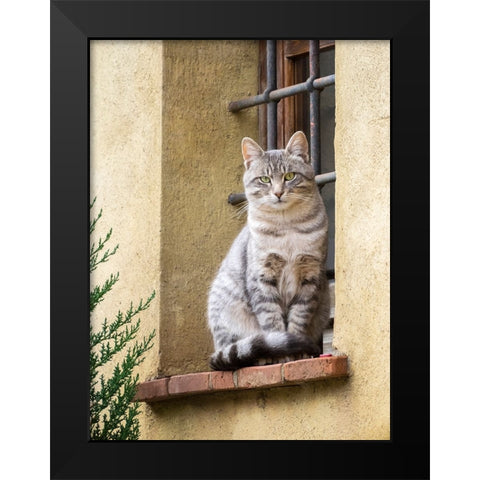 Italy-Tuscany-Pienza Cat sitting on a window ledge along the streets Black Modern Wood Framed Art Print by Eggers, Julie