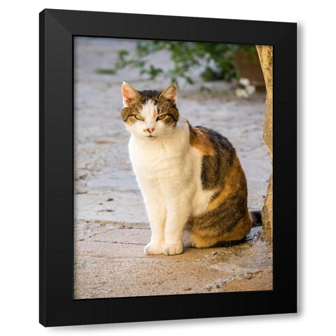 Italy-Tuscany-Monticchiello Tabby cat Black Modern Wood Framed Art Print with Double Matting by Eggers, Julie
