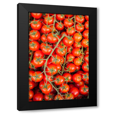 Italy- Umbria- Montefalco. Closeup of tomatoes on the vine. Black Modern Wood Framed Art Print by Eggers, Julie
