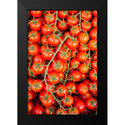 Italy- Umbria- Montefalco. Closeup of tomatoes on the vine. Black Modern Wood Framed Art Print by Eggers, Julie
