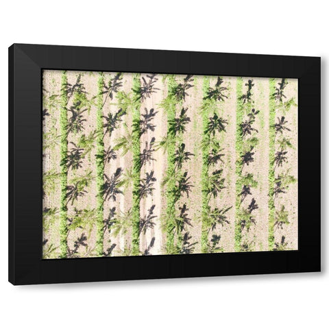 Italy-Mantua-poplar tree plantation-poplar trees are used to produce pulp for paper making Black Modern Wood Framed Art Print with Double Matting by Molinari, Michele