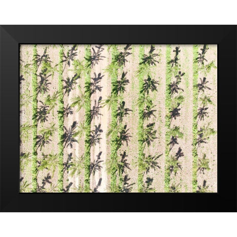 Italy-Mantua-poplar tree plantation-poplar trees are used to produce pulp for paper making Black Modern Wood Framed Art Print by Molinari, Michele