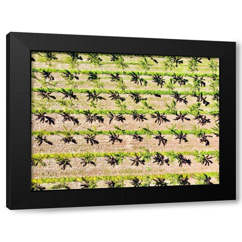 Italy-Mantua-poplar tree plantation-poplar trees are used to produce pulp for paper making Black Modern Wood Framed Art Print by Molinari, Michele