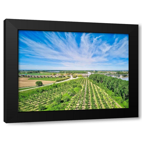 Italy-Mantua-poplar tree plantation-poplar trees are used to produce pulp for paper making Black Modern Wood Framed Art Print by Molinari, Michele