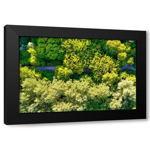 Italy-Mantua-forest treetops Black Modern Wood Framed Art Print with Double Matting by Molinari, Michele