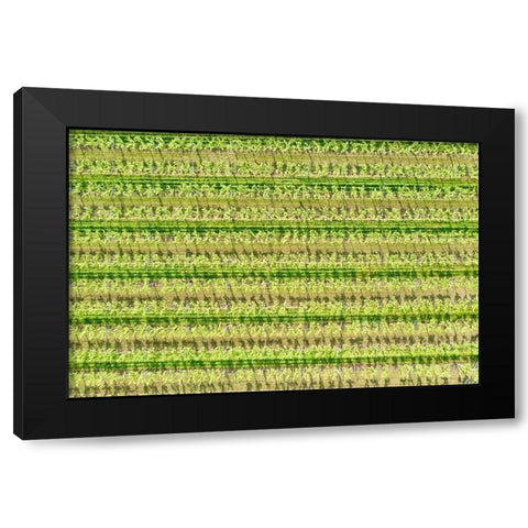 Italy-Valpolicella vineyards Black Modern Wood Framed Art Print with Double Matting by Molinari, Michele
