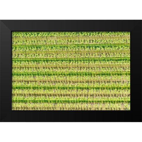 Italy-Valpolicella vineyards Black Modern Wood Framed Art Print by Molinari, Michele