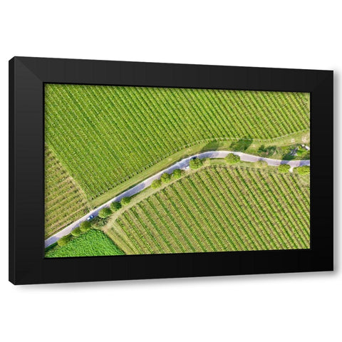 Italy-Valpolicella vineyards Black Modern Wood Framed Art Print by Molinari, Michele