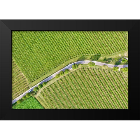 Italy-Valpolicella vineyards Black Modern Wood Framed Art Print by Molinari, Michele