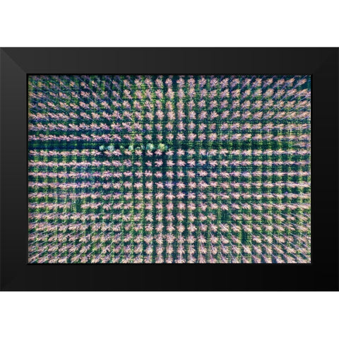 Italy-poplar trees plantation for paper pulp production Black Modern Wood Framed Art Print by Molinari, Michele