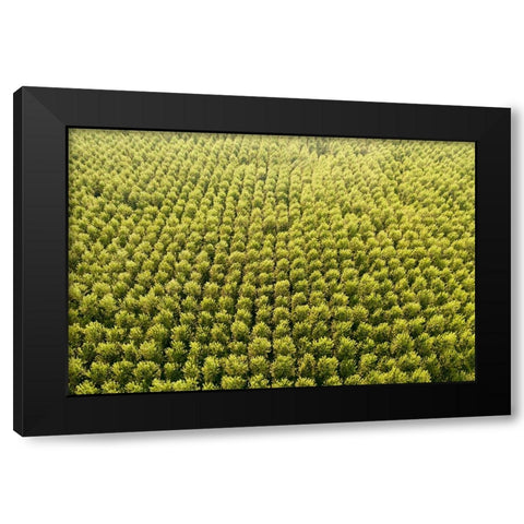 Italy-poplar trees plantation for paper pulp production Black Modern Wood Framed Art Print with Double Matting by Molinari, Michele