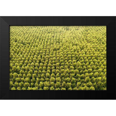 Italy-poplar trees plantation for paper pulp production Black Modern Wood Framed Art Print by Molinari, Michele