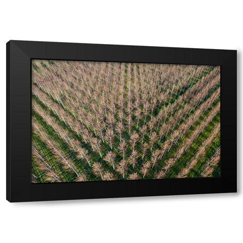 Italy-poplar trees plantation for paper pulp production Black Modern Wood Framed Art Print with Double Matting by Molinari, Michele