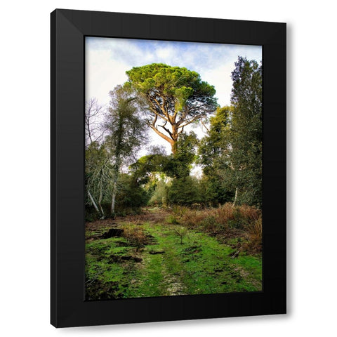 Italy-Riserva Naturale di Massaciuccoli San Rossore-protected coastal forest in Tuscany Black Modern Wood Framed Art Print with Double Matting by Molinari, Michele
