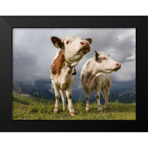 Cows on alpine pasture Dolomites at Passo Giau Italy Black Modern Wood Framed Art Print by Zwick, Martin