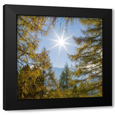 Mountain forest with European Larch-Larix decidua-in the dolomites of South Tyrol-Alto Adige in the Black Modern Wood Framed Art Print by Zwick, Martin