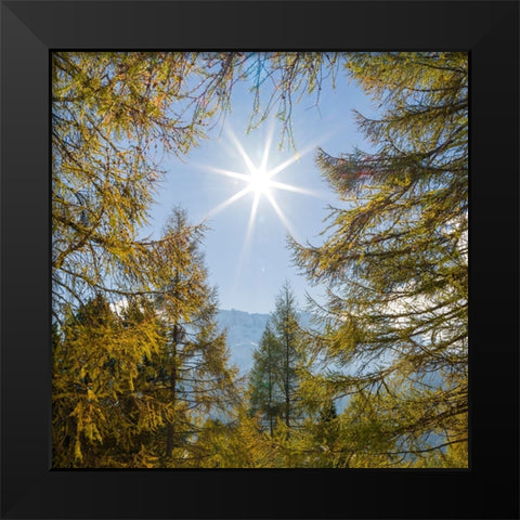 Mountain forest with European Larch-Larix decidua-in the dolomites of South Tyrol-Alto Adige in the Black Modern Wood Framed Art Print by Zwick, Martin