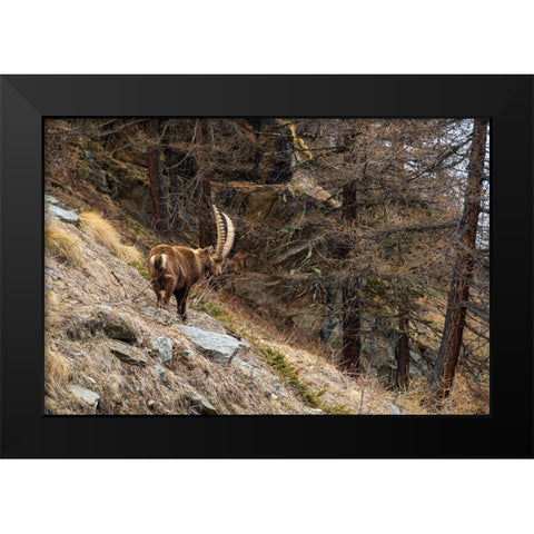 Alpine ibex-capra ibex-Valsavarenche-Gran Paradiso National Park-Aosta Valley-Italy Black Modern Wood Framed Art Print by Pitamitz, Sergio