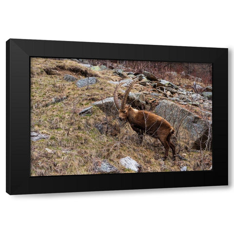 Alpine ibex-capra ibex-Valsavarenche-Gran Paradiso National Park-Aosta Valley-Italy Black Modern Wood Framed Art Print by Pitamitz, Sergio