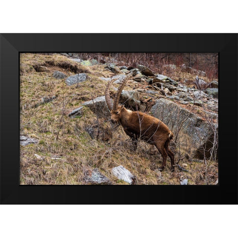 Alpine ibex-capra ibex-Valsavarenche-Gran Paradiso National Park-Aosta Valley-Italy Black Modern Wood Framed Art Print by Pitamitz, Sergio