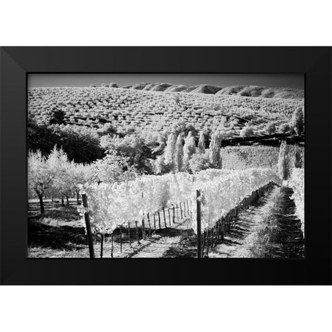 Italy Tuscany-Infrared image of vineyards in southern Tuscany Black Modern Wood Framed Art Print by Eggers, Terry