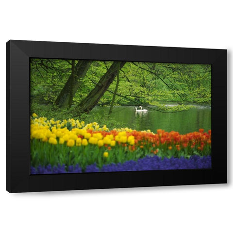 Netherlands, Lisse White swans on pond in spring Black Modern Wood Framed Art Print by Satushek, Steve