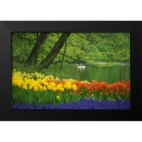 Netherlands, Lisse White swans on pond in spring Black Modern Wood Framed Art Print by Satushek, Steve