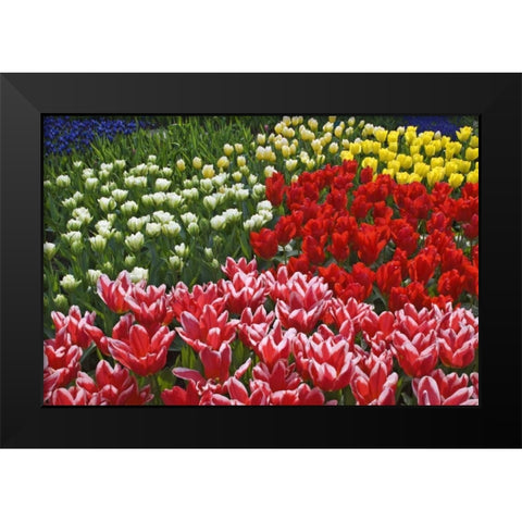 Netherlands, Lisse Tulips and other flowers Black Modern Wood Framed Art Print by Flaherty, Dennis