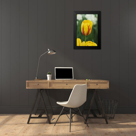 Netherlands, Lisse Tulip variety Black Modern Wood Framed Art Print by Flaherty, Dennis