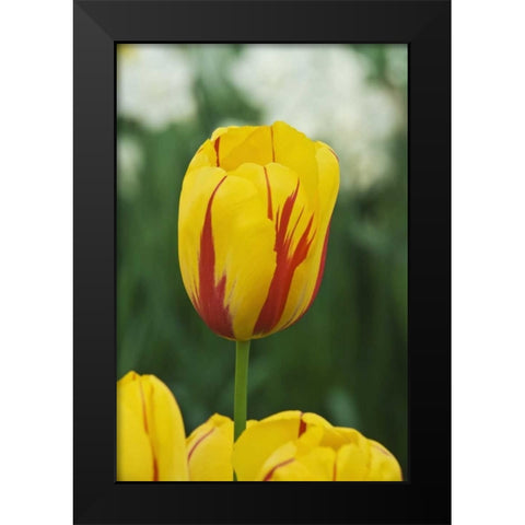 Netherlands, Lisse Tulip variety Black Modern Wood Framed Art Print by Flaherty, Dennis