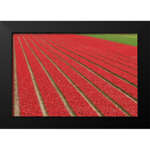 Netherlands, Lisse Red tulips on a flower farm Black Modern Wood Framed Art Print by Flaherty, Dennis