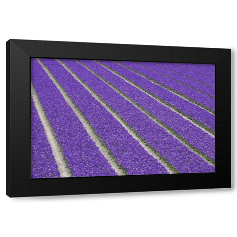 Netherlands, Lisse Purple tulips being grown Black Modern Wood Framed Art Print by Flaherty, Dennis