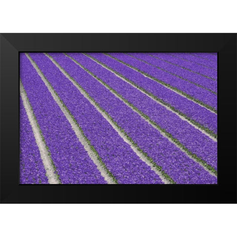 Netherlands, Lisse Purple tulips being grown Black Modern Wood Framed Art Print by Flaherty, Dennis