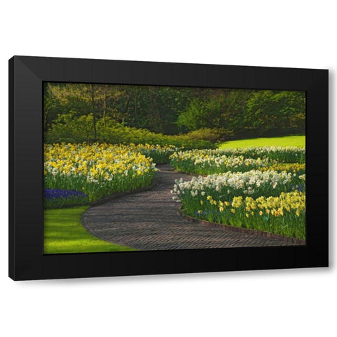 Netherlands, Lisse Path through daffodils Black Modern Wood Framed Art Print by Flaherty, Dennis