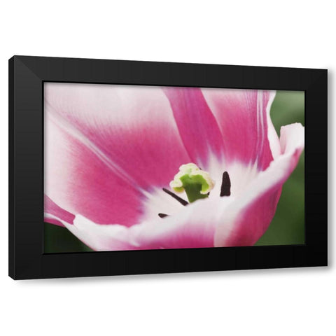 Holland, Lisse, Close up of a pink tulip Black Modern Wood Framed Art Print with Double Matting by Flaherty, Dennis