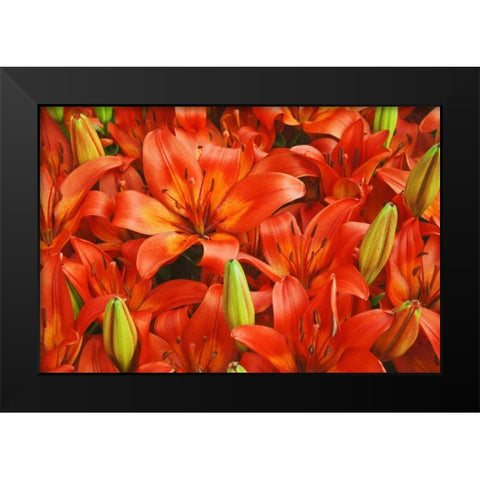 Holland, Lisse Orange lilies in the gardens Black Modern Wood Framed Art Print by Flaherty, Dennis