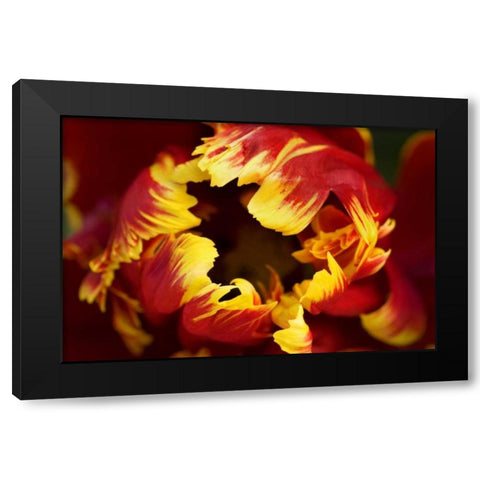 Europe, Netherlands, Lisse Parrot tulip close-up Black Modern Wood Framed Art Print by Bush, Marie